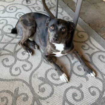 Roscoe -  Catahoula Leopard Dog Dog for Adoption in Livingston, Texas - Roscoe | PetCurious