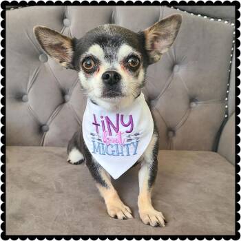 Chihuahua Dogs Available for Adoption - Blue | PetCurious