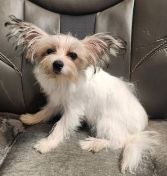 Lotus -  Yorkshire Terrier Dog for Adoption in Walnutport, Pennsylvania - Lotus | PetCurious