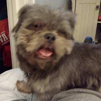 Shih Tzu Dogs Available for Adoption in Kansas City, Missouri - Sampson | PetCurious