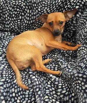 Calu -  Chihuahua Dog for Adoption in Tucson, Arizona - Calu | PetCurious