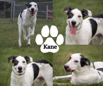 Kane -  Hound Dog for Adoption in Winchester, Kentucky - Kane | PetCurious