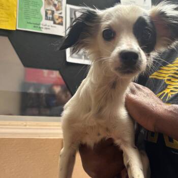 Terrier Dogs Available for Adoption - Gigi | PetCurious