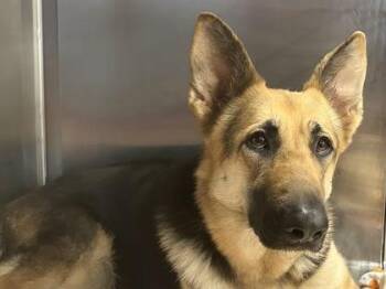 Rescue Mixed Breed Dogs for Adoption in Georgetown, Texas - Sash | PetCurious