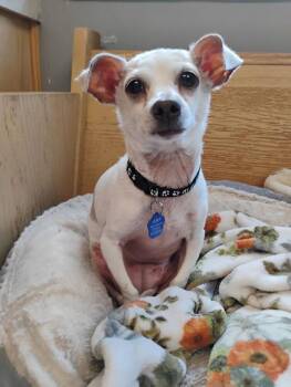 Chihuahua and Dachshund Dogs Available for Adoption in Bartlesville, Oklahoma - Twiggy | PetCurious