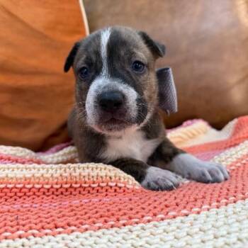 Cedar Rainbow -  Pit Bull Terrier and Staffordshire Bull Terrier Dog for Adoption in Friendswood, Texas - Cedar Rainbow | PetCurious