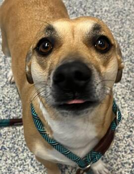Peanut -  Dachshund Dog for Adoption in Golden, Colorado - Peanut | PetCurious