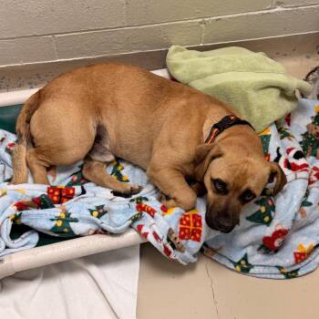 Pit Bull Terrier Dogs Available for Adoption in Indianapolis, Indiana - Duck | PetCurious