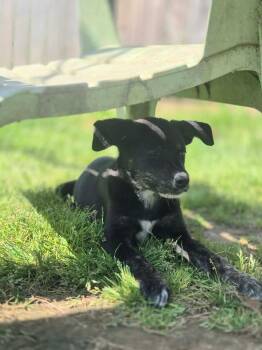 Terrier and Hound Dogs Available for Adoption in Dover, Arkansas - Gwen | PetCurious