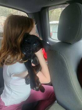 Rottweiler and Plott Hound Dogs Available for Adoption - Clyde | PetCurious