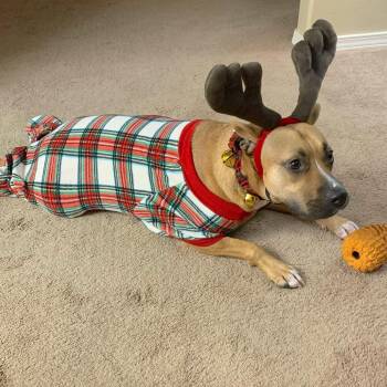 Bentley -  Boxer and Black Mouth Cur Dog for Adoption in Corpus Christi, Texas - Bentley | PetCurious