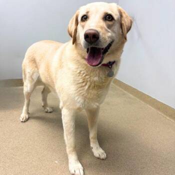 LADY BIRD -  Labrador Retriever Dog for Adoption in Aurora, Colorado - LADY BIRD | PetCurious
