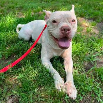 Birdie -  Mixed Breed Dog for Adoption in Philadelphia, Pennsylvania - Birdie | PetCurious