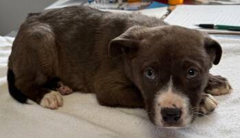 Dr. Warren -  Catahoula Leopard Dog and Australian Cattle Dog Blue Heeler Dog for Adoption in Fayetteville, Tennessee - Dr. Warren | PetCurious