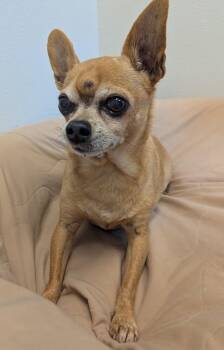 Ringo -  Chihuahua Dog for Adoption in Yankton, South Dakota - Ringo | PetCurious