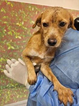 Caramel -  Terrier and Mixed Breed Dog for Adoption in San Antonio, Texas - Caramel | PetCurious