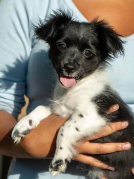 BABY THEODORE -  Chihuahua Dog for Adoption in Fresno, California - BABY THEODORE | PetCurious