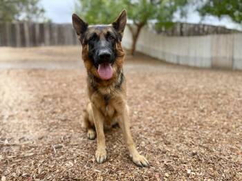 Rescue German Shepherd Dog Dogs for Adoption in San Diego, California - Jenner | PetCurious