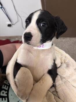 Delaware -  Mixed Breed Dog for Adoption in Vancouver, Washington - Delaware | PetCurious