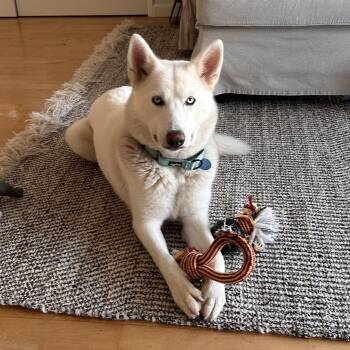 Rescue Husky Dogs for Adoption in Burbank, California - Snow | PetCurious