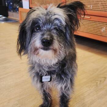 Rescue Yorkshire Terrier and Poodle Dogs for Adoption in San Francisco, California - Widget 13526 | PetCurious