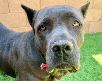 SAVE ME PLEASE Pickled Plum - IDA553089 -  Cane Corso Dog for Adoption in San Marcos, California - SAVE ME PLEASE Pickled Plum - IDA553089 | PetCurious