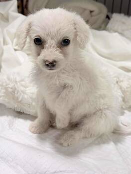 Rescue Chihuahua and Terrier Dogs for Adoption - Leeland *Arriving 12/6* | PetCurious