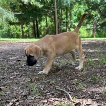 Chili -  Mastiff and Boxer Dog for Adoption in Hortense, Georgia - Chili | PetCurious