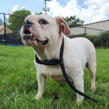 Klepto -  English Bulldog Dog for Adoption in Fort Wayne, Indiana - Klepto | PetCurious
