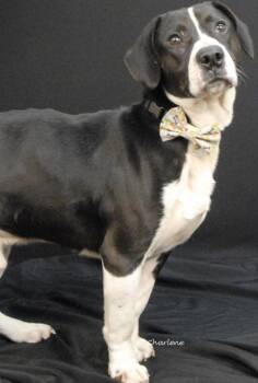 Basset Hound Dogs Available for Adoption - King Agnarr | PetCurious