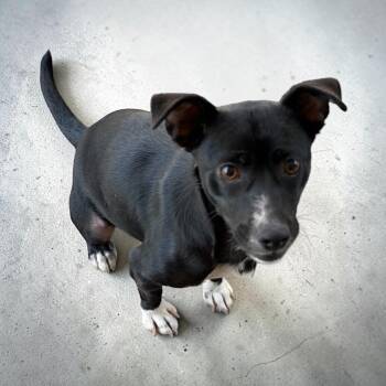 Sydney -  Chihuahua and Terrier Dog for Adoption in San Diego, California - Sydney | PetCurious