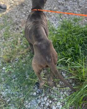 DiDi -  Pit Bull Terrier Dog for Adoption in Tulsa, Oklahoma - DiDi | PetCurious
