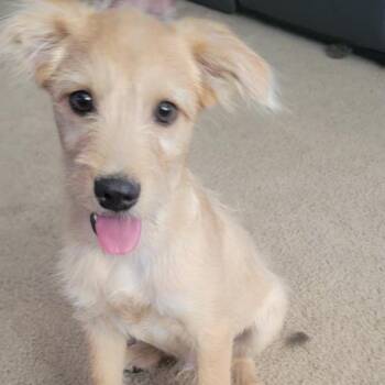 Mouche -  Terrier Dog for Adoption in Lancaster, California - Mouche | PetCurious