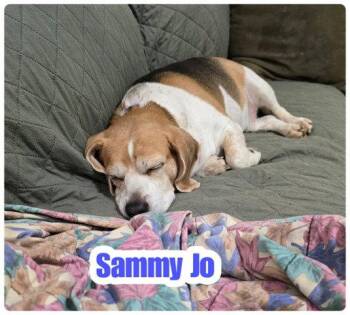 Beagle Dogs Available for Adoption in Milton, Georgia - Sammy Jo | PetCurious