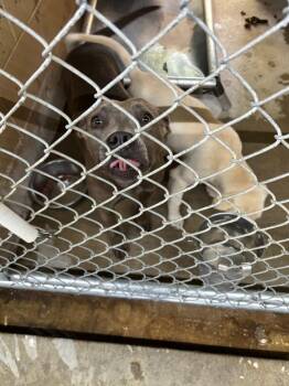 Pit Bull Terrier Dogs Available for Adoption in Swainsboro, Georgia - Dolly | PetCurious