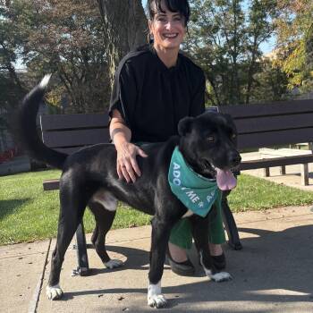 Wyatt -  Shepherd Dog for Adoption in Liberty, Missouri - Wyatt | PetCurious