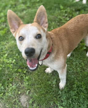 Rescue Corgi Dogs for Adoption in Florence, Kentucky - Charlie *I'm Always Smiling* | PetCurious