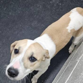 Pit Bull Terrier Dogs Available for Adoption - Lainey | PetCurious