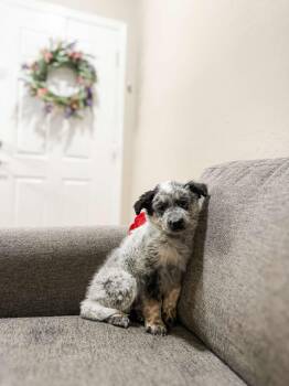 Australian Cattle Dog Blue Heeler Dogs Available for Adoption in Goodyear, Arizona - SNICKERS | PetCurious