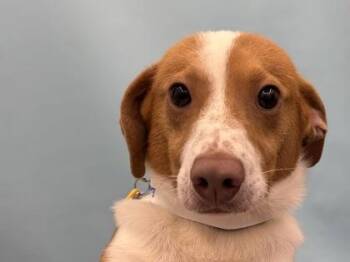 EJ -  Beagle and Mixed Breed Dog for Adoption in Golden Valley, Minnesota - EJ | PetCurious