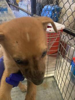 TYLER -  German Shepherd Dog and Mixed Breed Dog for Adoption in Dallas, Texas - TYLER | PetCurious