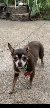 Hector -  Chihuahua Dog for Adoption in St. Louis, Missouri - Hector | PetCurious
