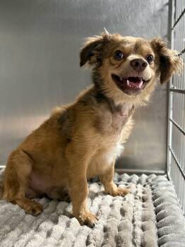 Bear -  Dachshund Dog for Adoption in Portland, Maine - Bear | PetCurious