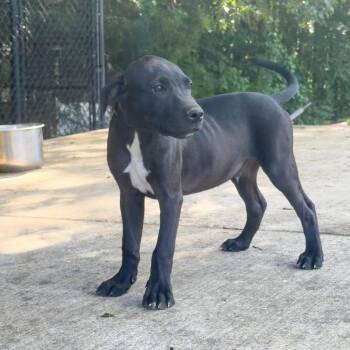 Mixed Breed Dogs Available for Adoption in Groveland, Massachusetts - Maraschino Mike | PetCurious
