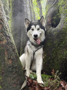 Rescue Alaskan Malamute Dogs for Adoption in Seattle, Washington - LOKI | PetCurious