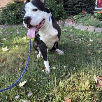 Falcon - Tripod Alert -  Pit Bull Terrier Dog for Adoption in Buford, Georgia - Falcon - Tripod Alert | PetCurious