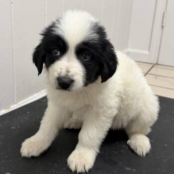 Great Pyrenees Dogs Available for Adoption - TUSC-Stray-83432_2 | PetCurious