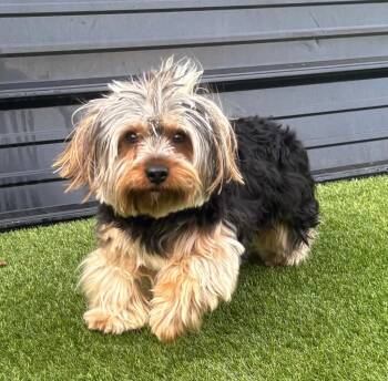 Yorkshire Terrier Dogs Available for Adoption in Dalton, Georgia - Willy | PetCurious