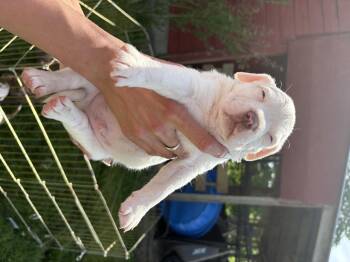 Ram -  American Staffordshire Terrier Dog Available for Adoption in Carmel Hamlet, New York - Ram | PetCurious