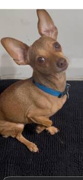 Chihuahua Dogs Available for Adoption - Joey | PetCurious